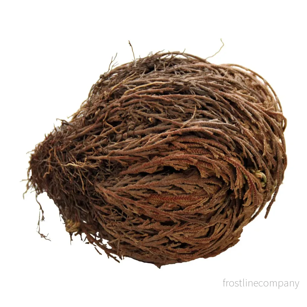 LuckyReptiles Rose of Jericho - Bild 3