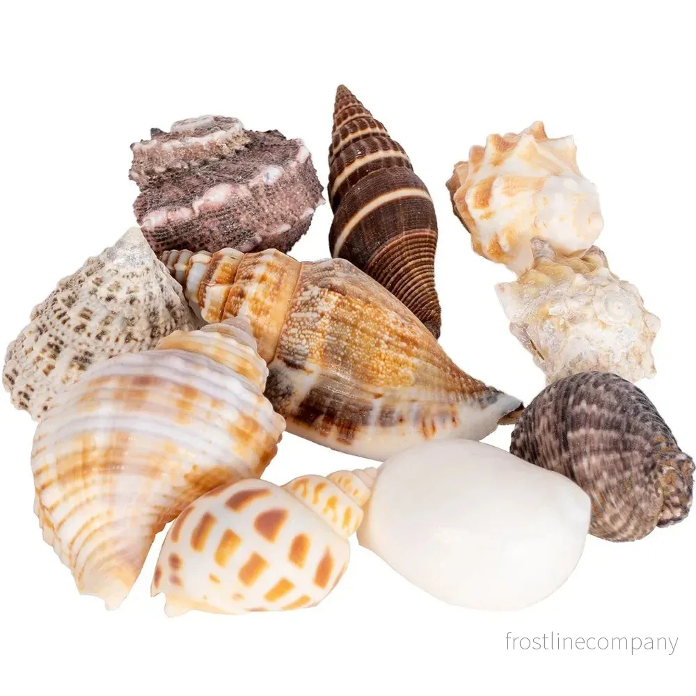 Hobby Seashells - Bild 3
