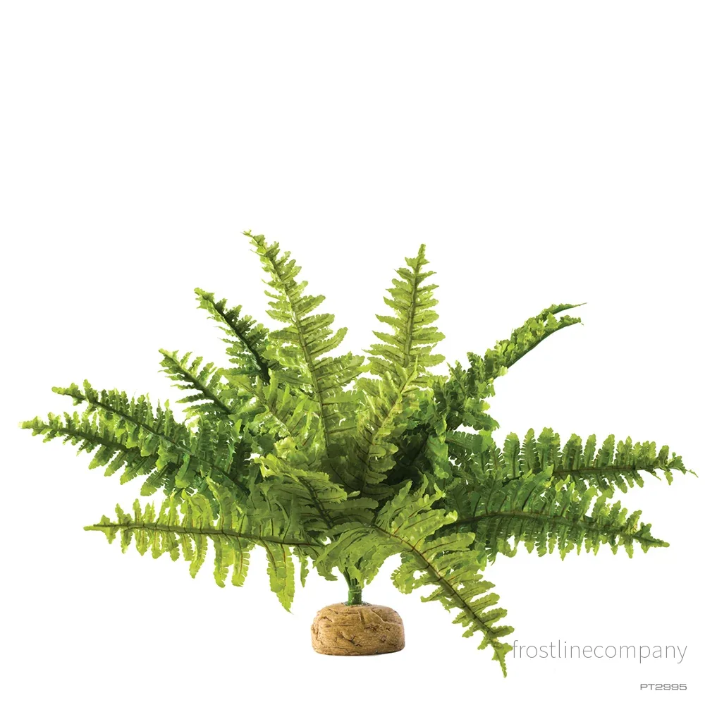 Exo Terra Boston Fern - Bild 2
