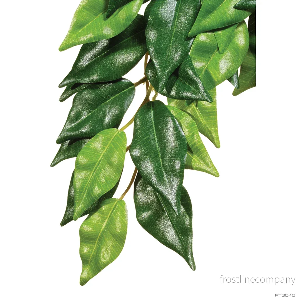 Exo Terra Ficus - Bild 3