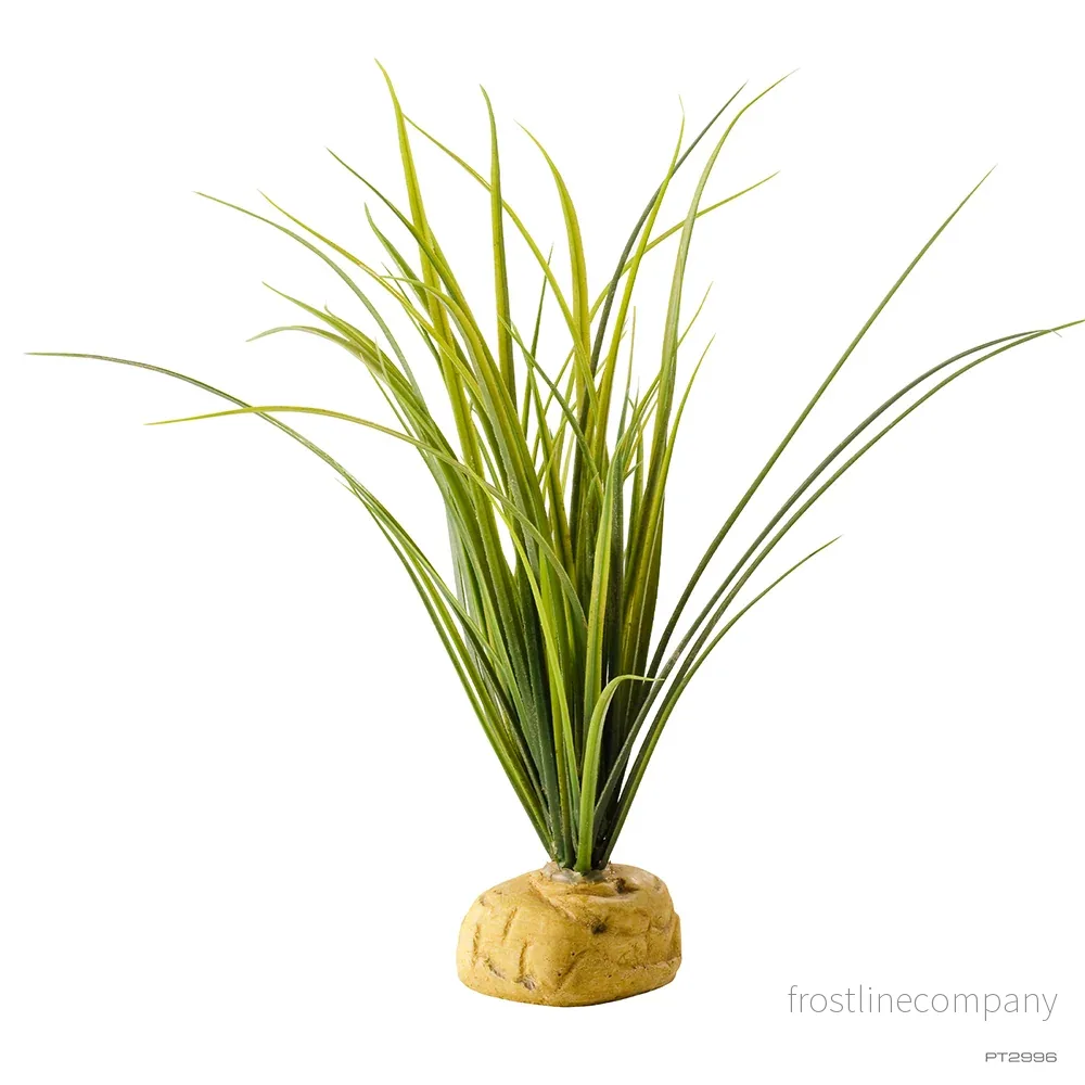 Exo Terra Turtle Grass Exo Terra Turtle Grass