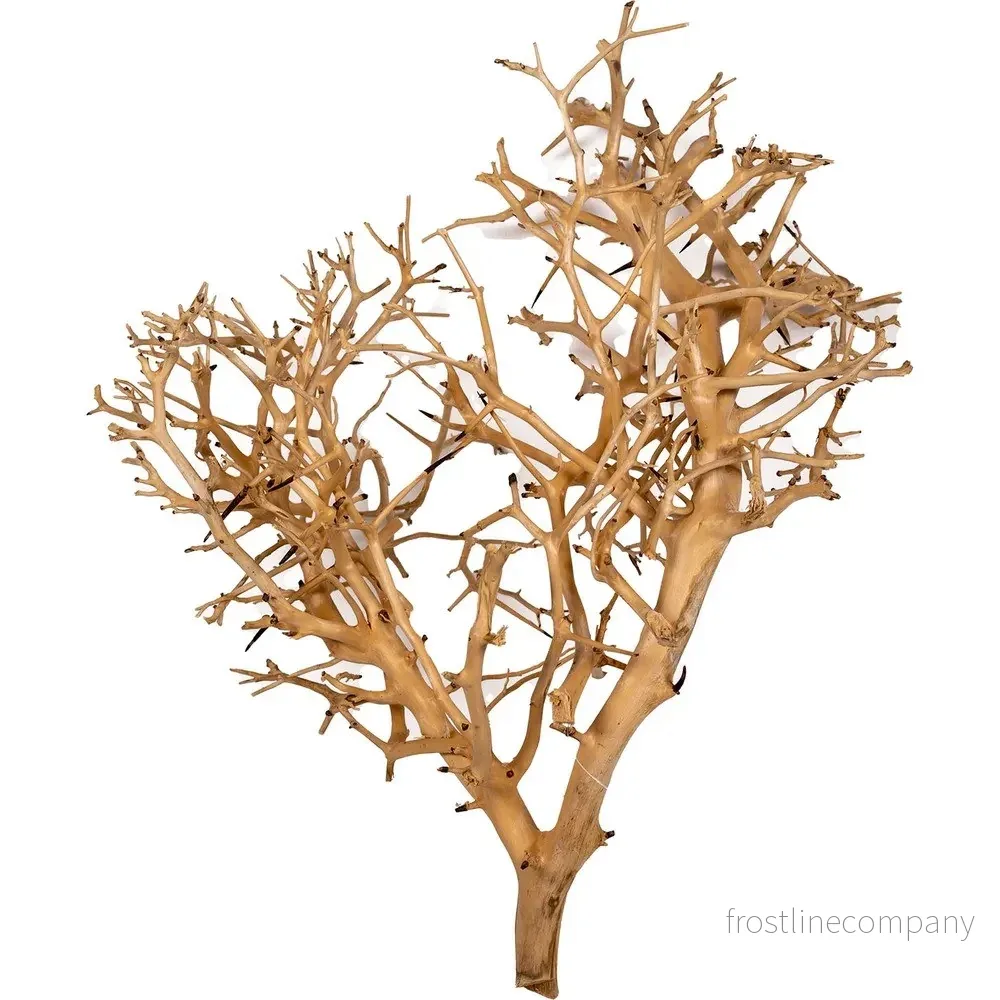 Coral Tree Small 10-20cm Coral Tree Small 10-20cm