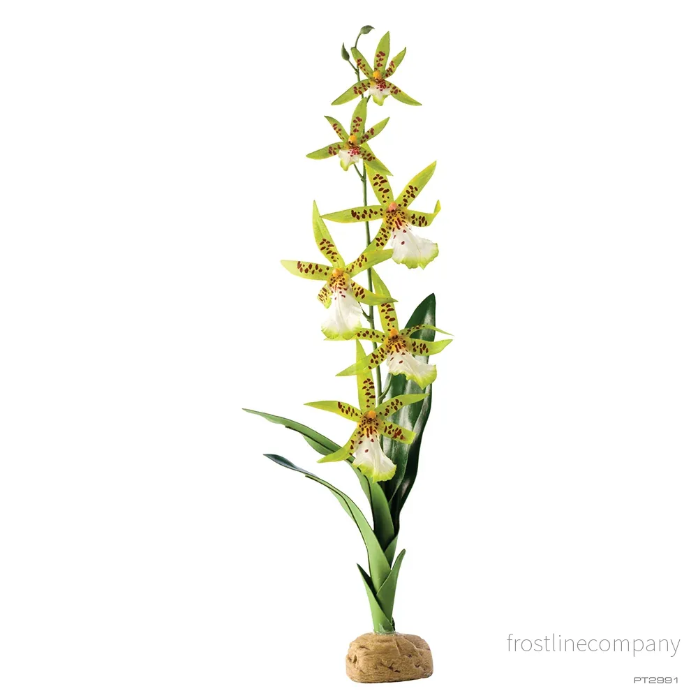 Exo Terra Spider Orchid Exo Terra Spider Orchid