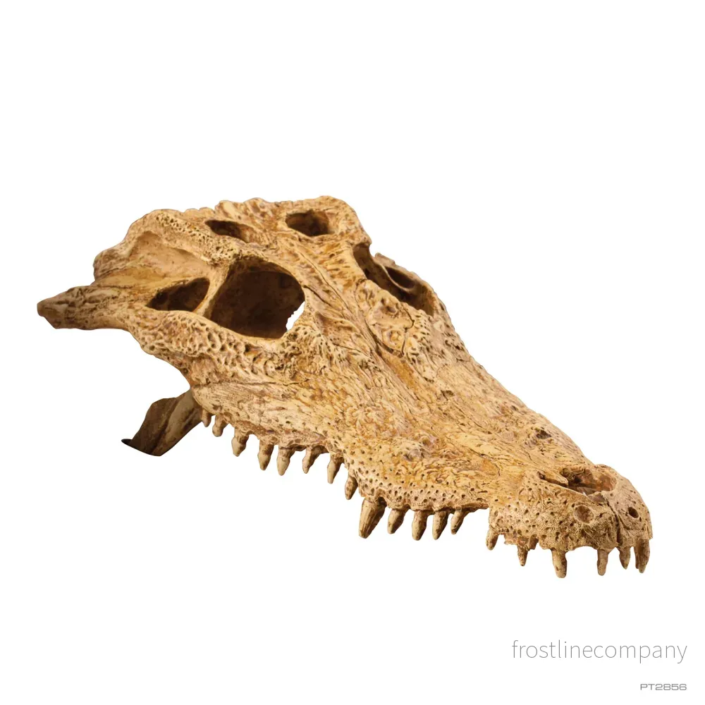 Exo Terra Crocodile Skull - Bild 2