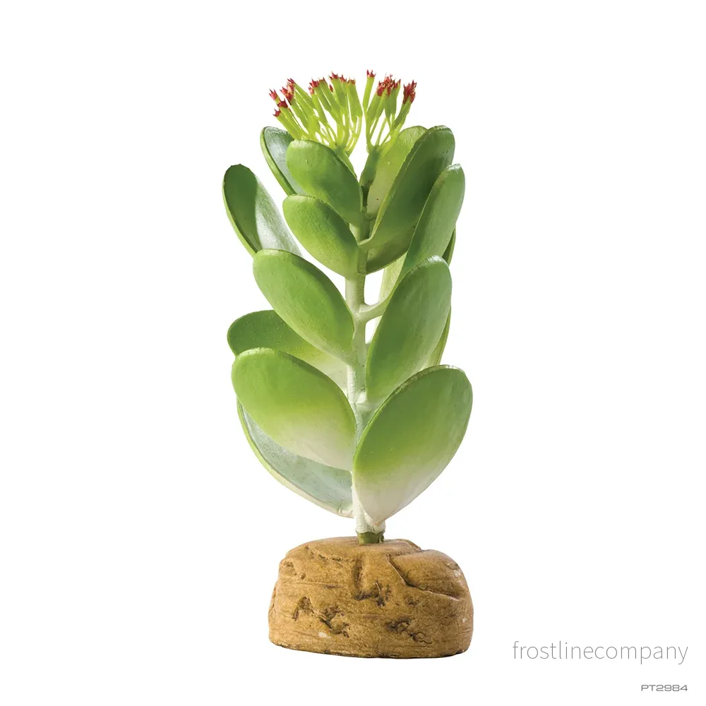 Exo Terra Jade Cactus Exo Terra Jade Cactus