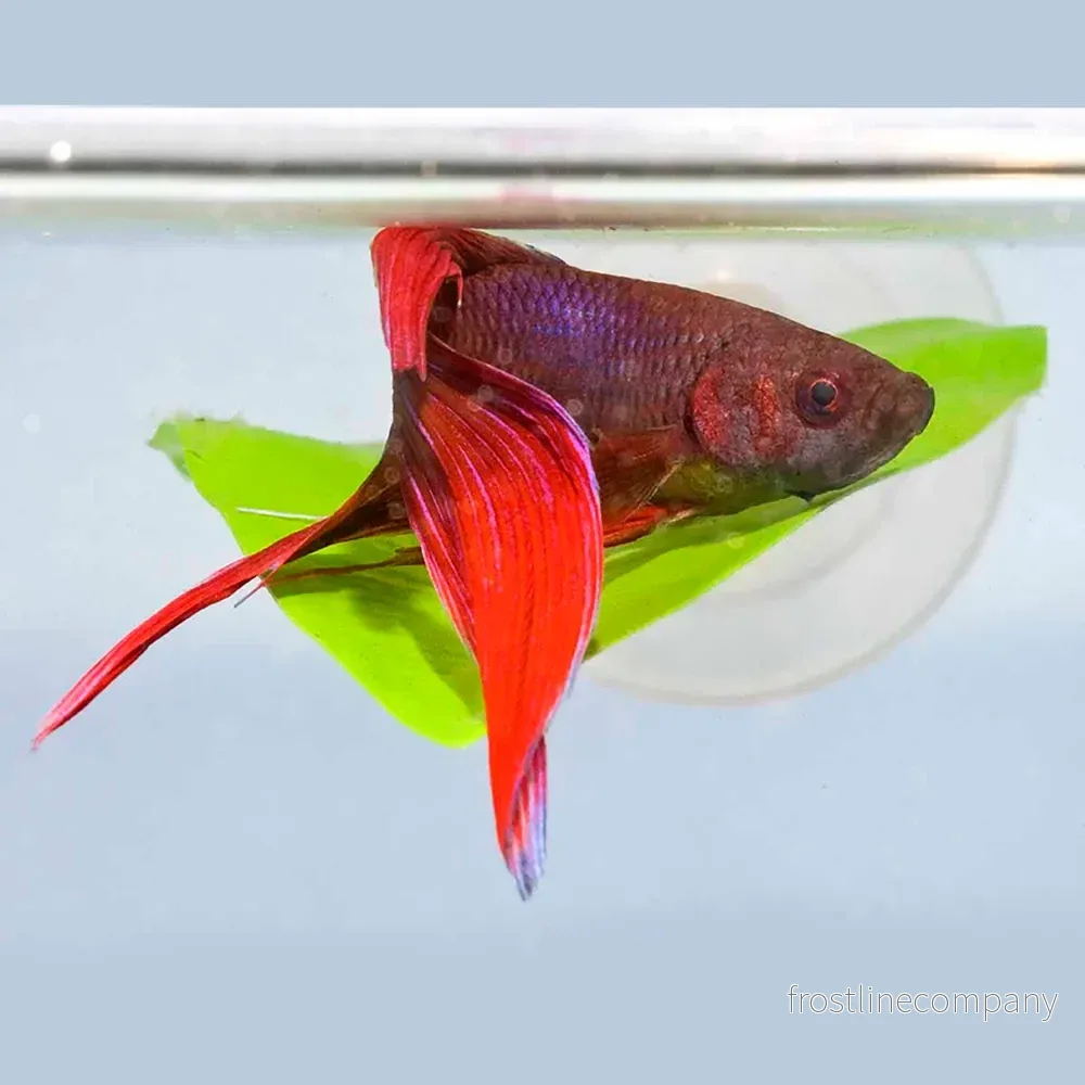 Zoo Med Betta Bed Leaf Hammock – Viloblad med sugkopp för Betta Zoo Med Betta Bed Leaf Hammock – Viloblad med sugkopp för Betta