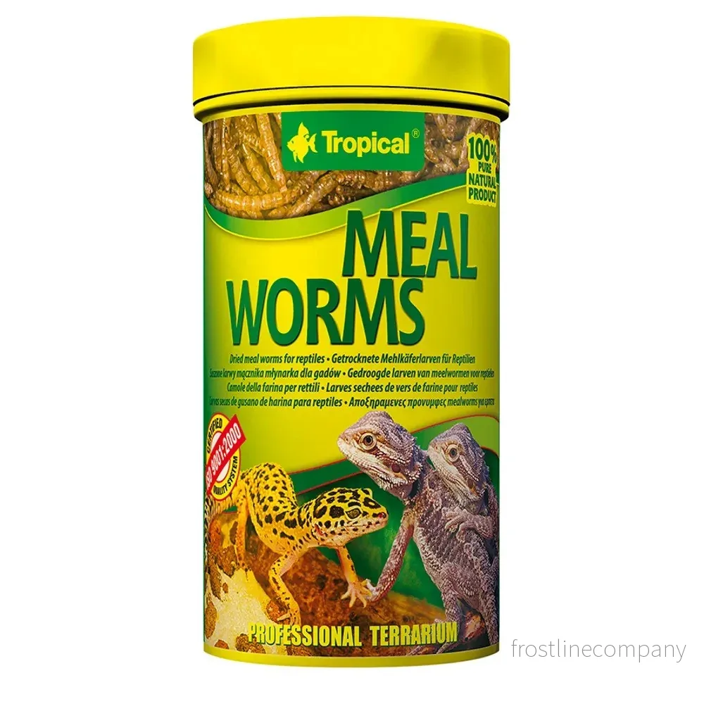 Tropical MealWorms - Bild 2