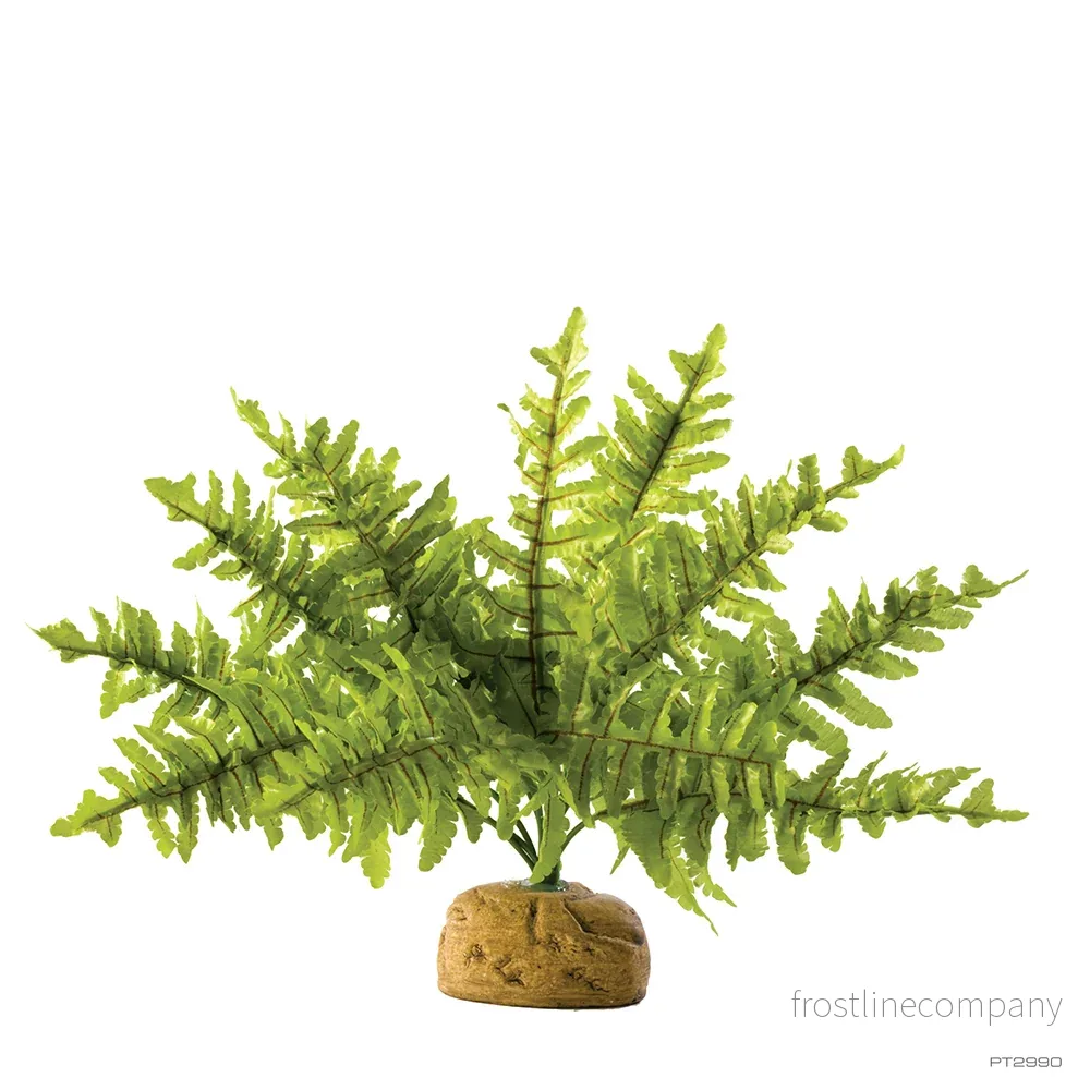 Exo Terra Boston Fern Exo Terra Boston Fern