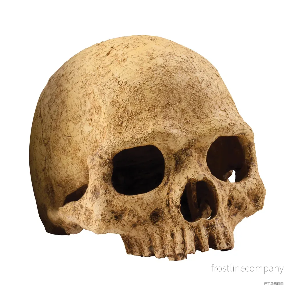Exo Terra Primate Skull - Bild 2