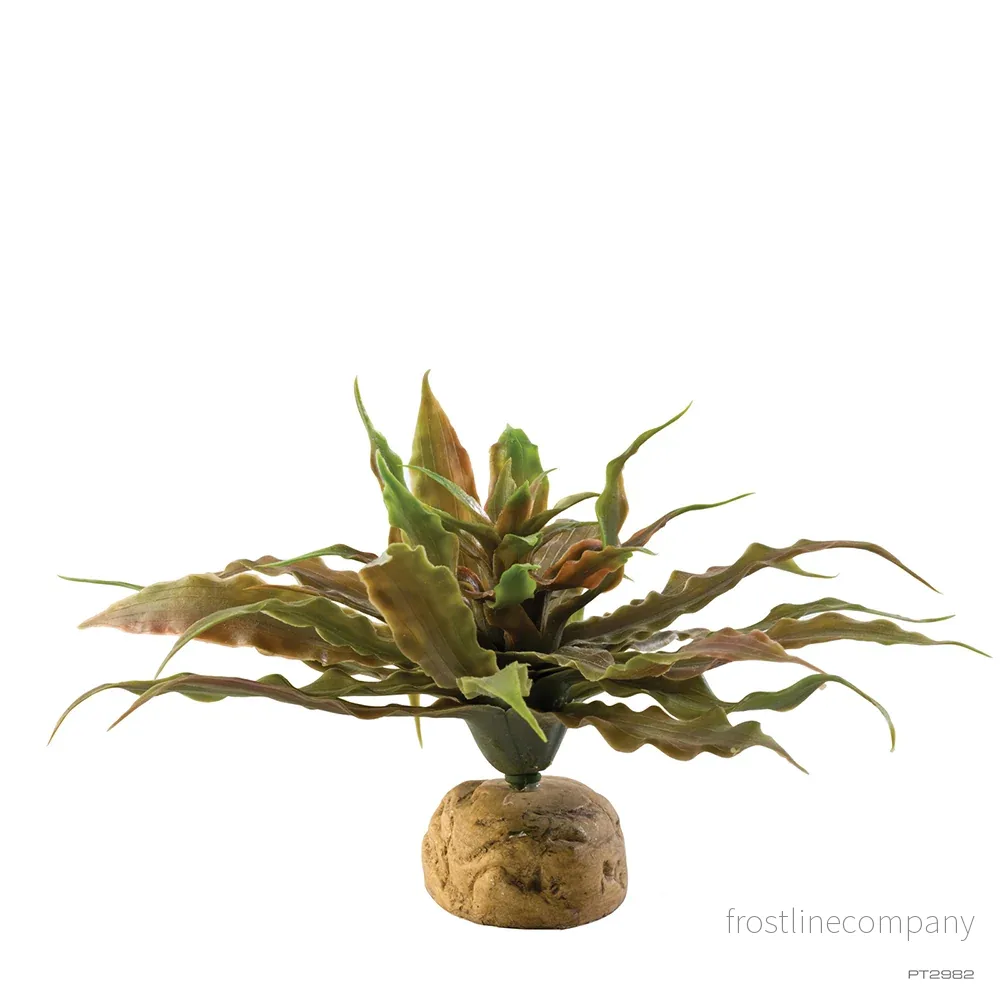 Exo Terra Star Cactus Exo Terra Star Cactus
