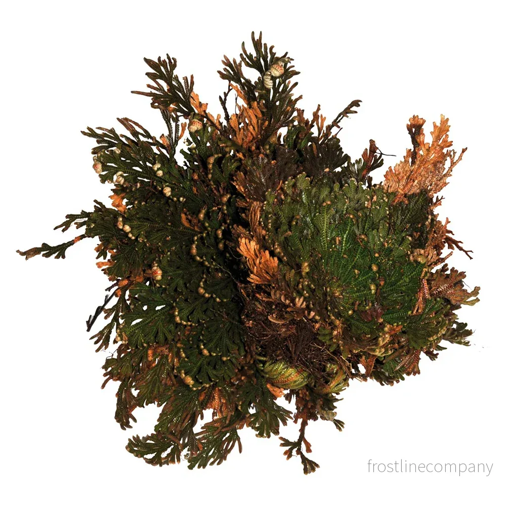 LuckyReptiles Rose of Jericho - Bild 2