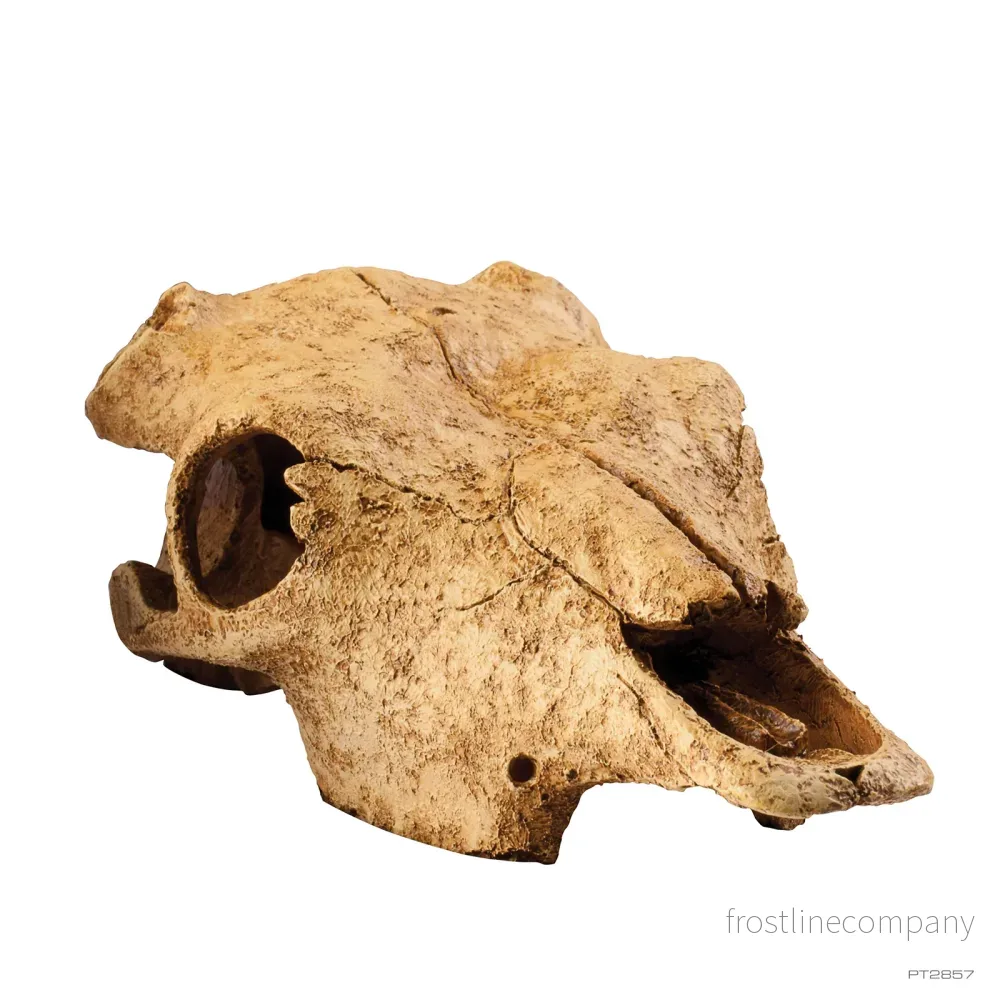 Exo Terra Buffalo Skull - Bild 2