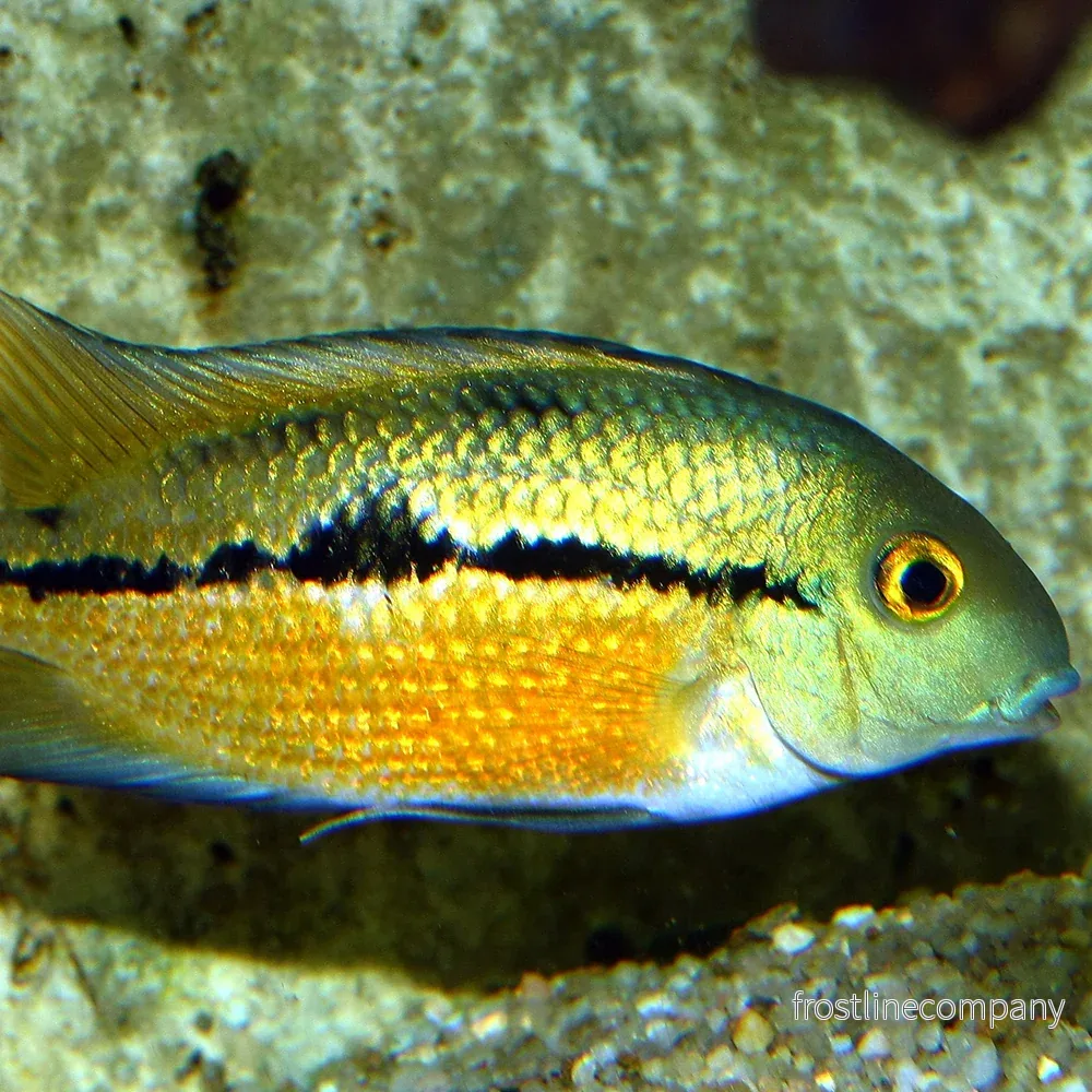 JBL ProNovo Cichlid Grano Medium - Bild 3