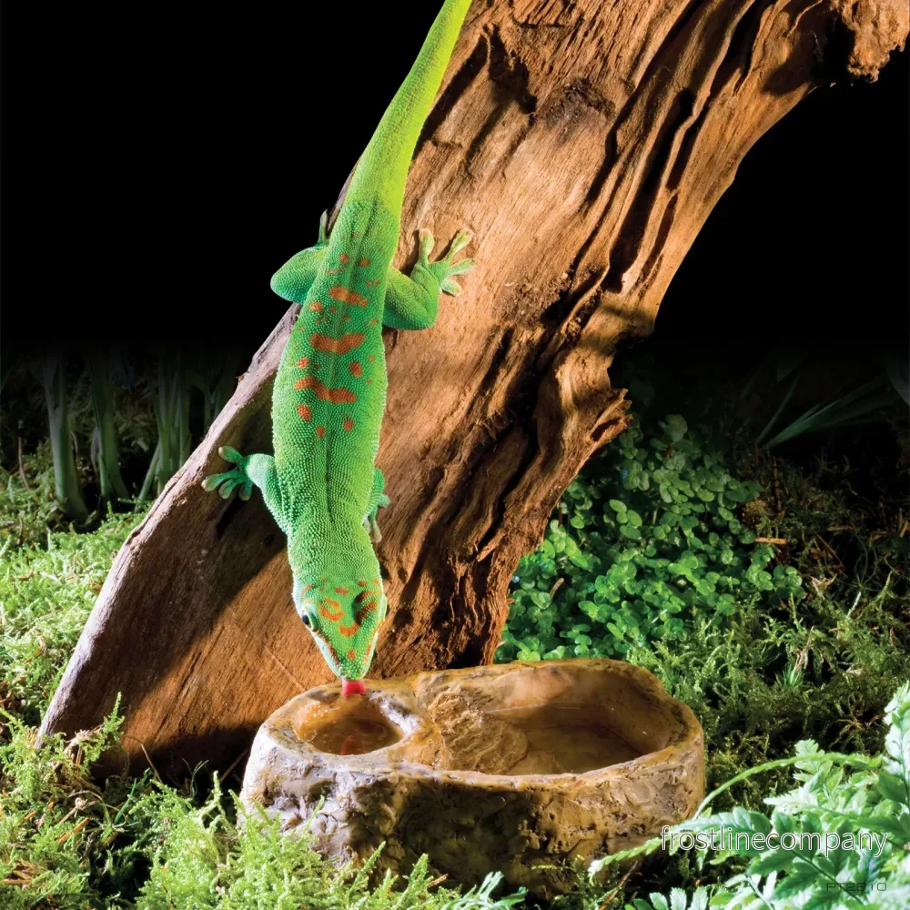 Exo Terra Gecko Dish - Bild 3