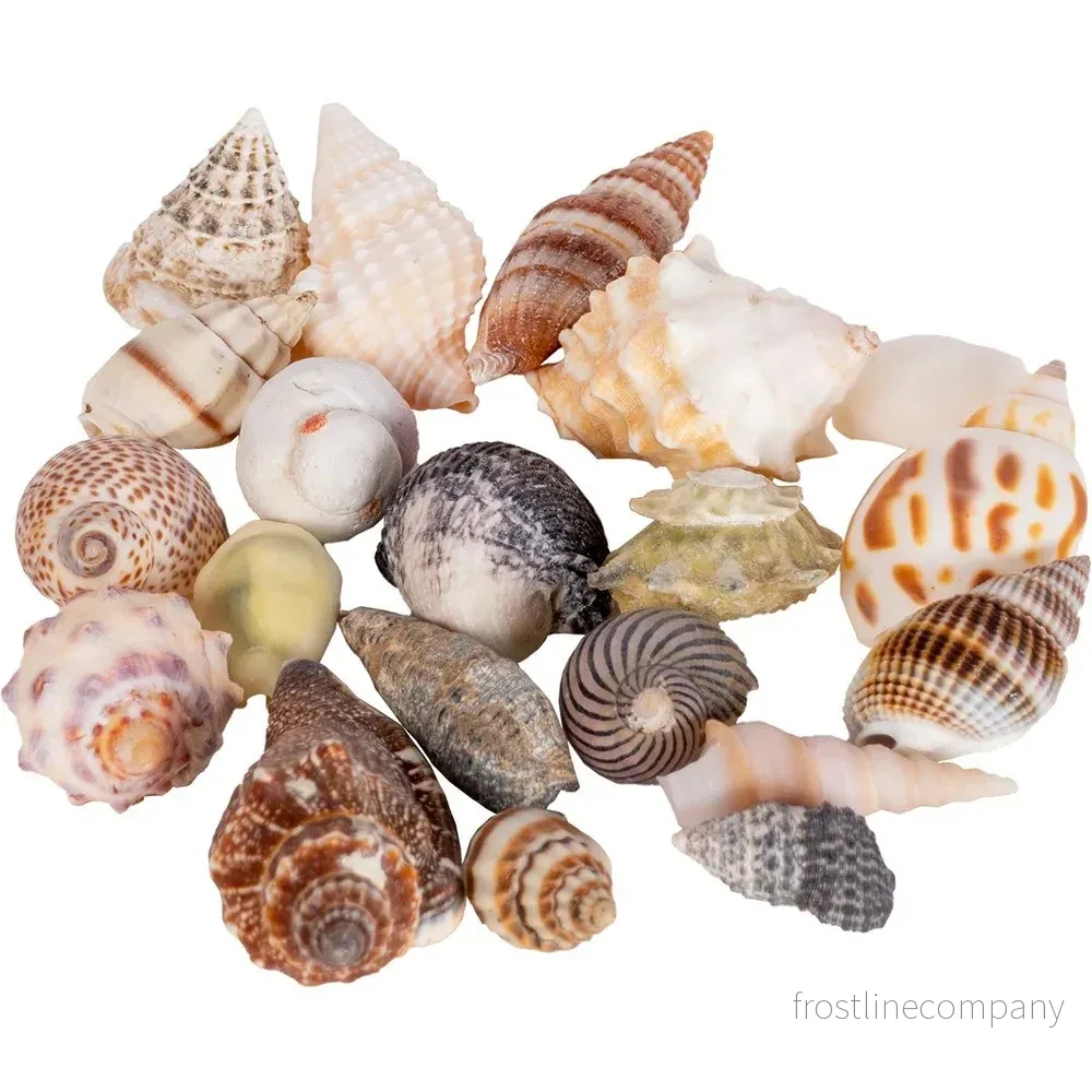 Hobby Seashells - Bild 2
