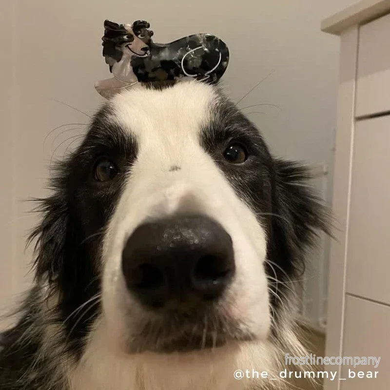 Coucou Suzette hårklämma Border Collie - Bild 3