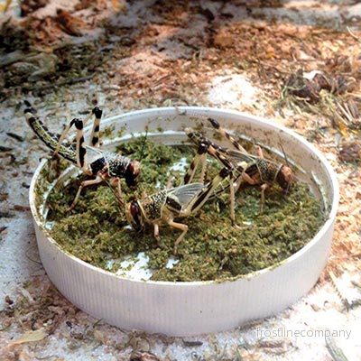 Arcadia Earth Pro InsectFuel 250g - Bild 2