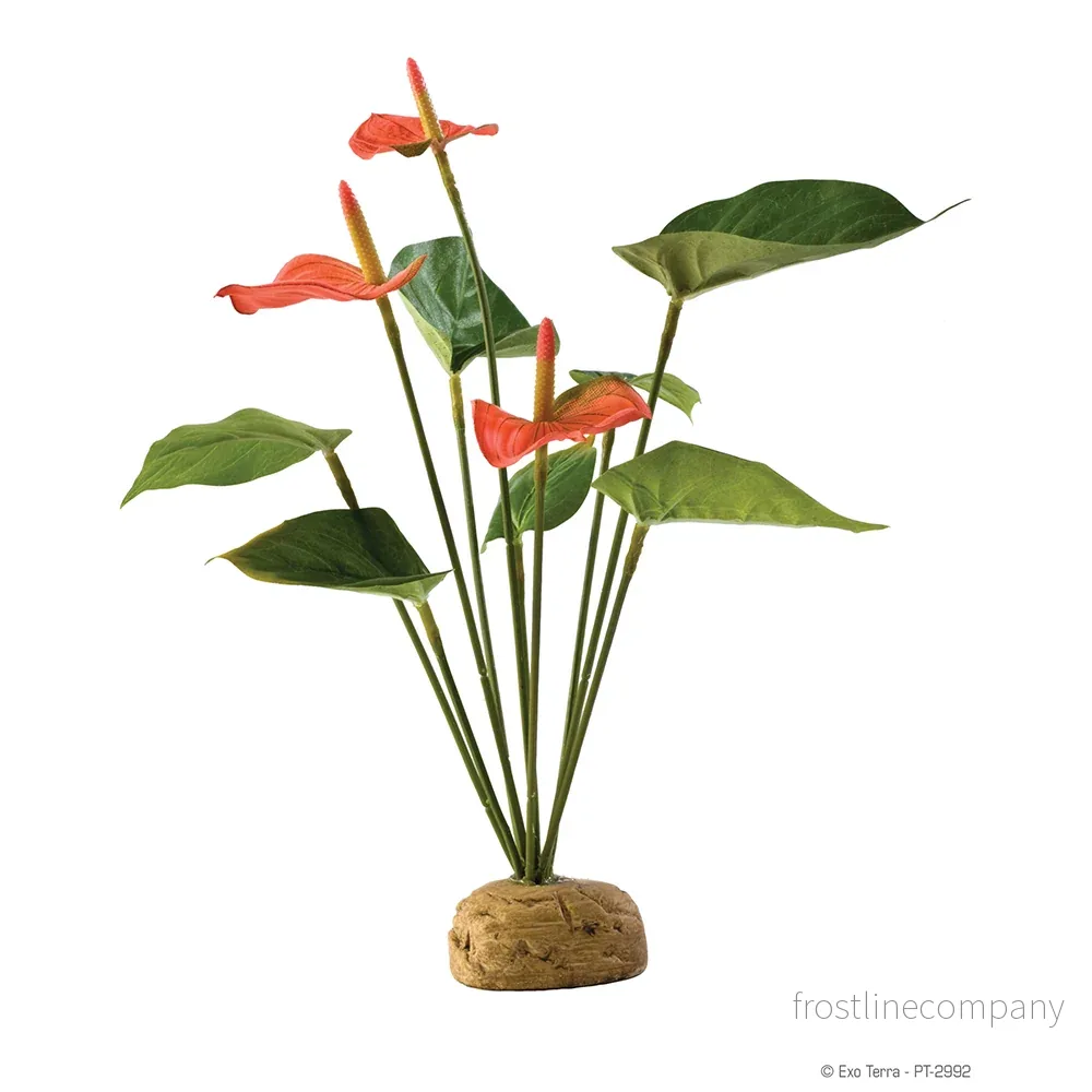 Exo Terra Anthurium Bush Exo Terra Anthurium Bush