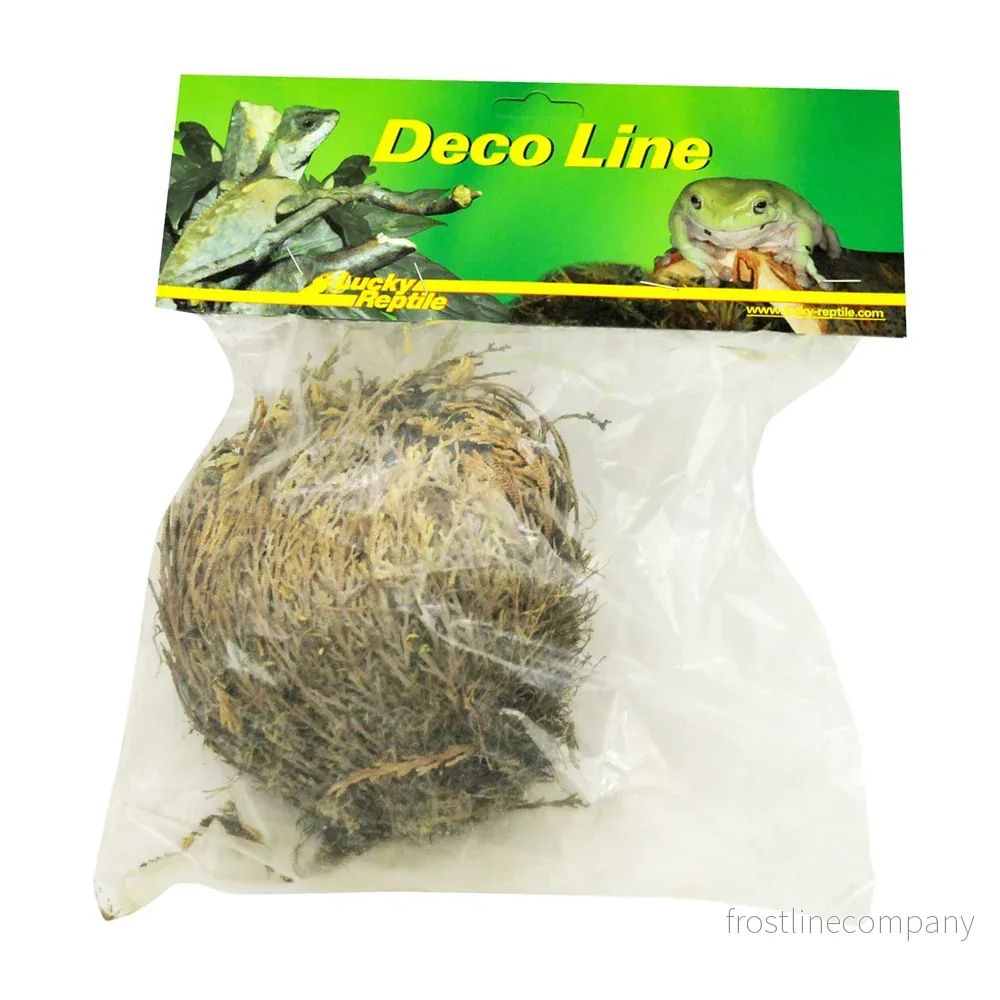 LuckyReptiles Rose of Jericho