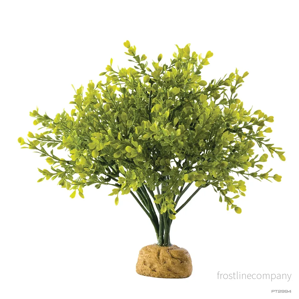 Exo Terra Boxwood Bush