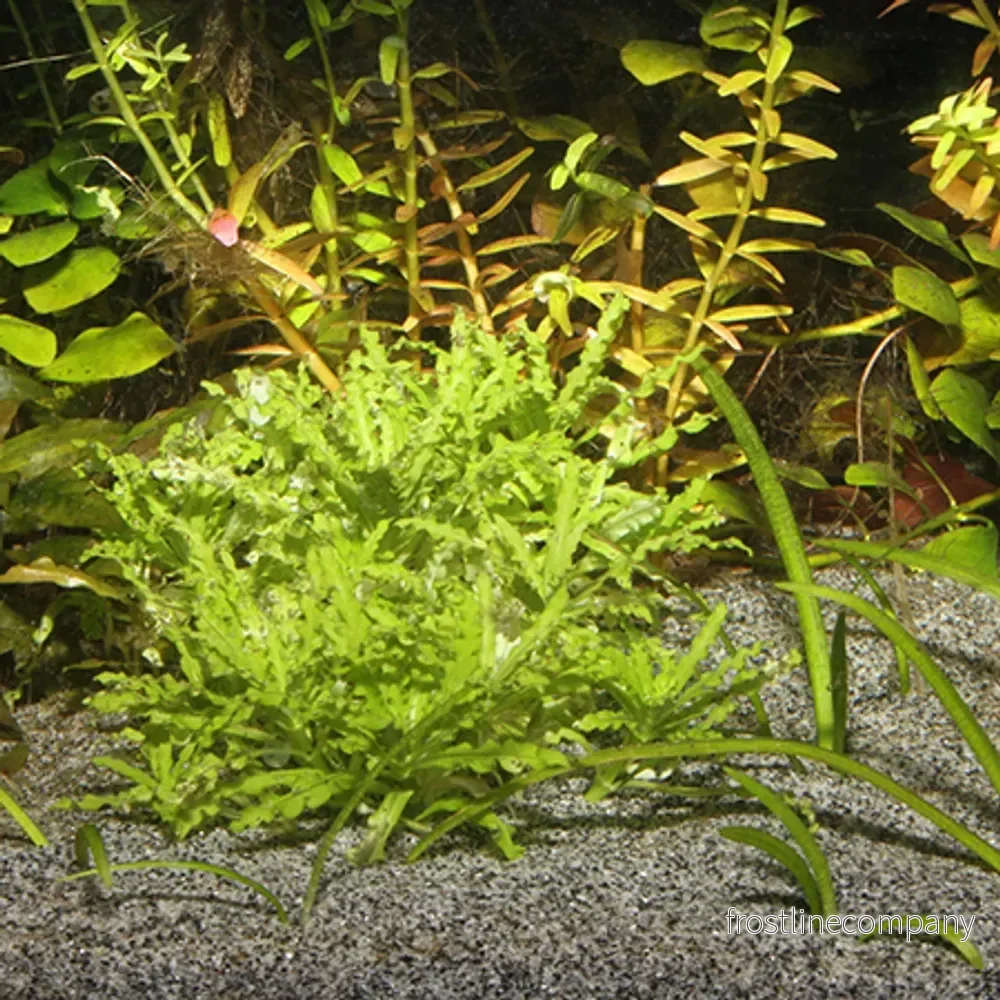 JBL Sansibar Grey – Neutralgrå och finkornig akvariesand (5–10kg) - Bild 2