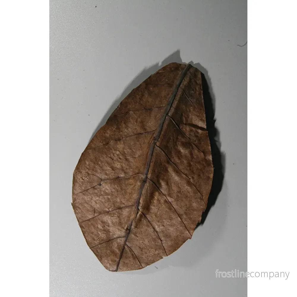 JBL Nano-Catappa 10 blad – Tropiska mandelblad för nanoakvarium - Bild 3