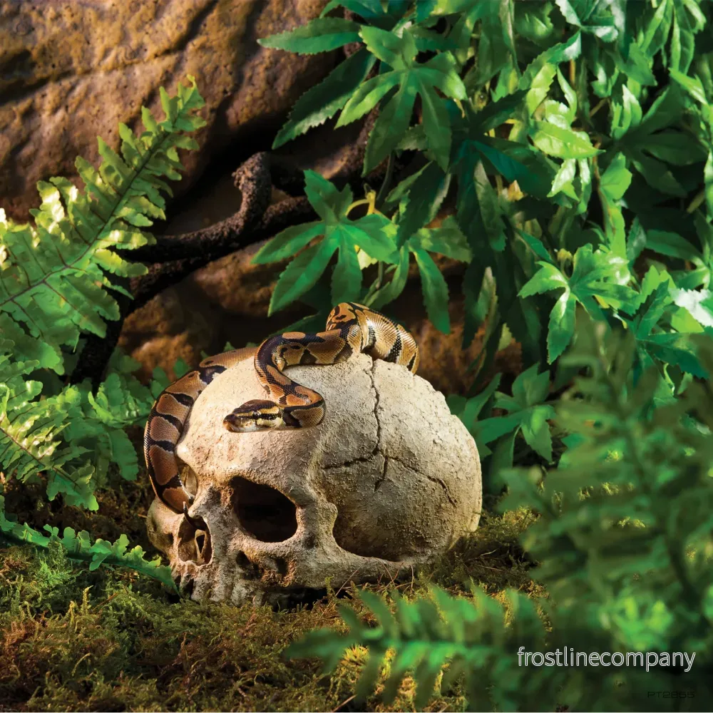 Exo Terra Primate Skull - Bild 3